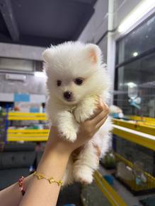 Tiny Pomeranian 