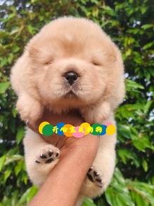 Chow Chow (M)