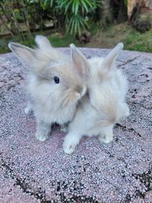 Arnab Smokey cream cute🐰🐰🐰