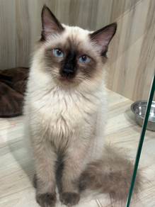 Siamese