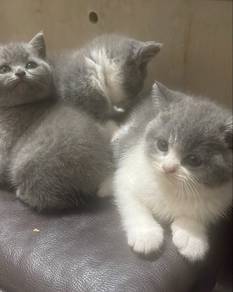 bsh pure breed