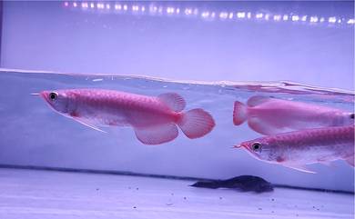 Arowana Super Red 6inchi++