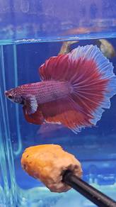 Pink Salamander Betta Fish Ikan Laga Halfmoon 