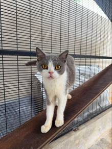 bsh bicolor female