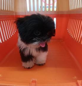Shih tzu 