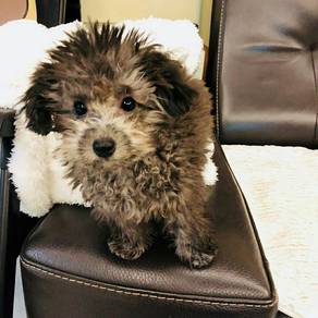 Nose-nudger Poodle brings endless cuddles, happy p
