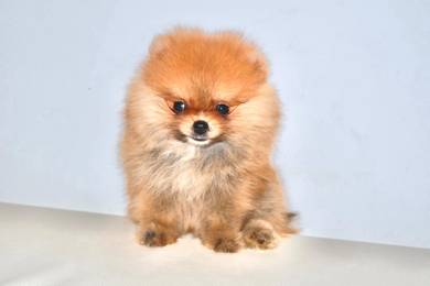 x31 Sweet Pomeranian Puppy