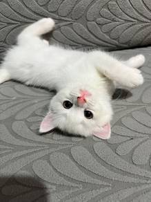 Adorable Full White Male Kitten