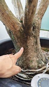 Dragon Tree (Dragon blood tree）