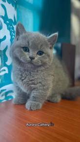 Bsh Munchkin
