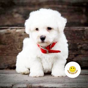 GG3030 BICHON FRISE puppy MKA reg