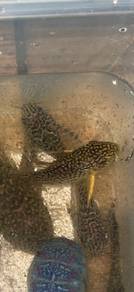 fish