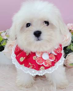 Maltese