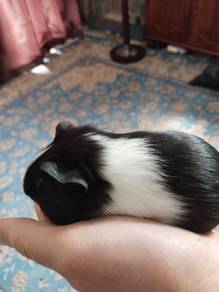 Guinea pig female