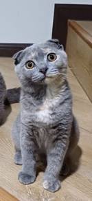 Scottish Fold Cat