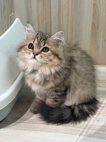 Persian