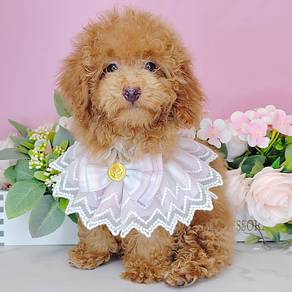 Poodle