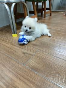 Pomeranian 