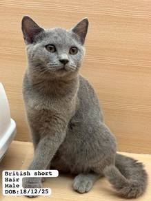 Bsh Blue