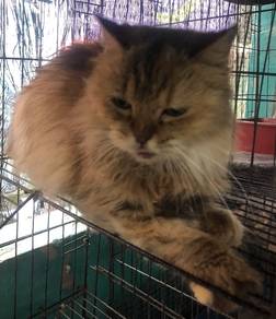 kucing mix parsi