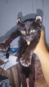 american curl mix kampung