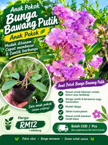 anak Pokok Bunga Bawang Putih