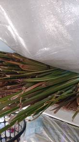 daun palas 