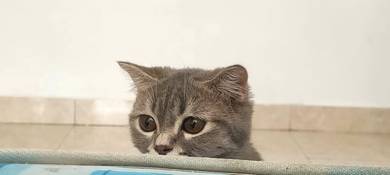 Scottish fold  munchkin breed frmale for mating 