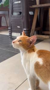 kucing untuk dibela (free)