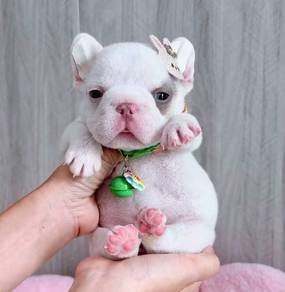 part Isabella french bulldog 