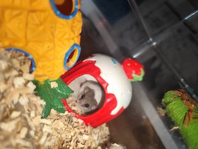Dormouse