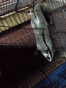Sugar Glider 