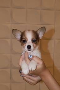 J0917 Corgi Adorable Little Buddy Puppy