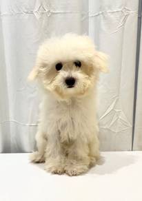 v48 Fluffy Poochon Dog