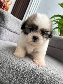 shihtzu available.