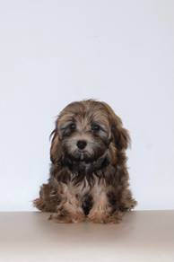 J0784 Maltipoo Small Adorable Sweet Face Puppy