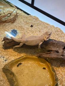  bearded dragon
