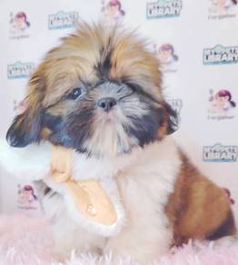 ShihTzu