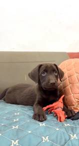 Labrador retriever chocolate