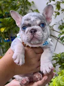 FRENCH BULLDOG PUPPIES FB294🌻Cute Puppy Available