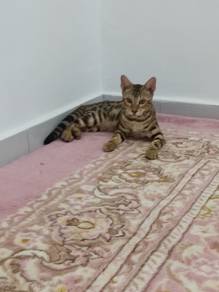 bengal kitten 🐾