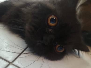 British long hair cat 