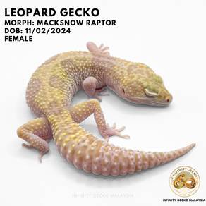 Leopard Gecko Malaysia Macksnow Raptor Johor Bahru