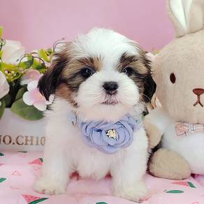 Shih Tzu