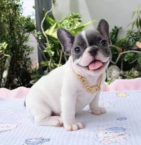 FRENCH BULLDOG PUPPIES VIP213🌻Cute & Healthy girl