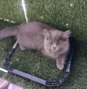 Kitten 