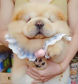Chow Chow