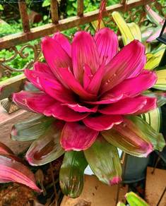 Lotus bromaliad