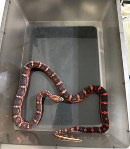 Corn Snake