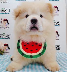 Chow Chow